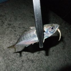 まだアジ居ました