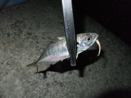 まだアジ居ました