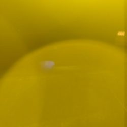 アジングでアジ