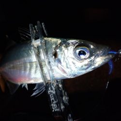 手強い満月大潮