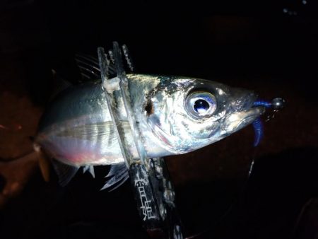 手強い満月大潮