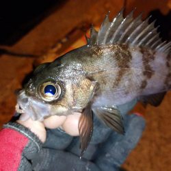 近所で豆アジング