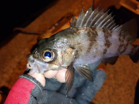 近所で豆アジング