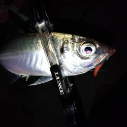 3日続けてあそこへ