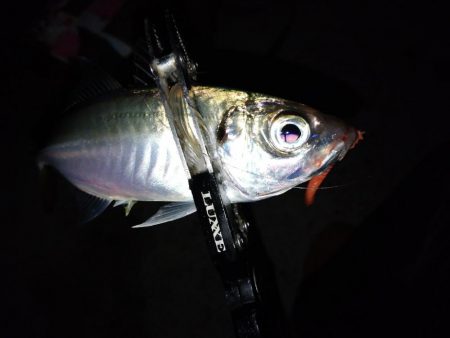 3日続けてあそこへ