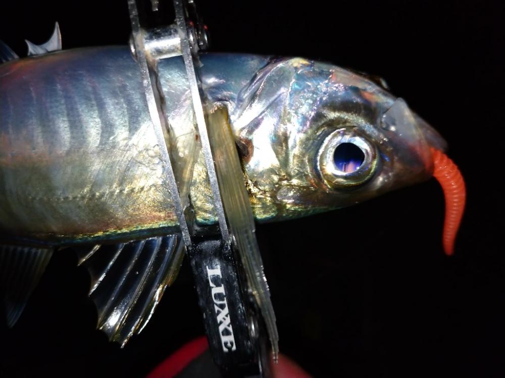 冬のアジング修行