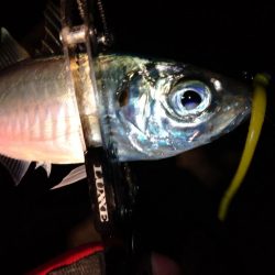 今夜はパターン掴んでボコボコ