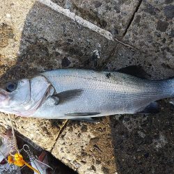 シーバス好調。