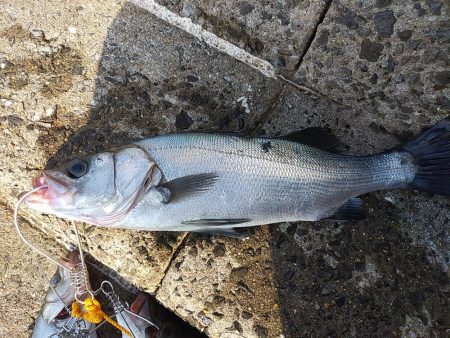 シーバス好調。