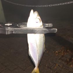 難しいアジング