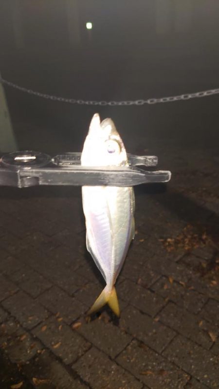 難しいアジング