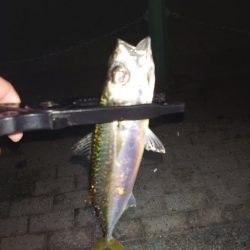 今日は出ましたよ！