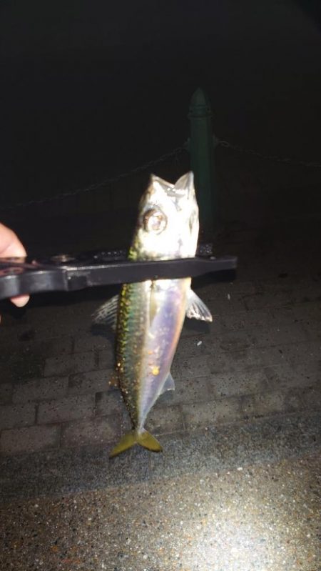 今日は出ましたよ！