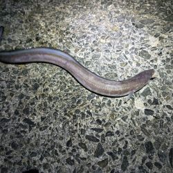 冬の泉南アナゴ