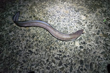 冬の泉南アナゴ