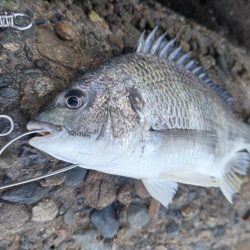 カレイはどこにおるんや