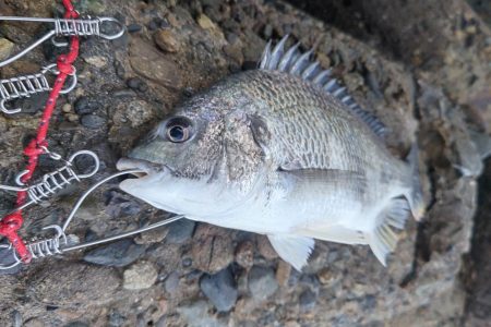 カレイはどこにおるんや