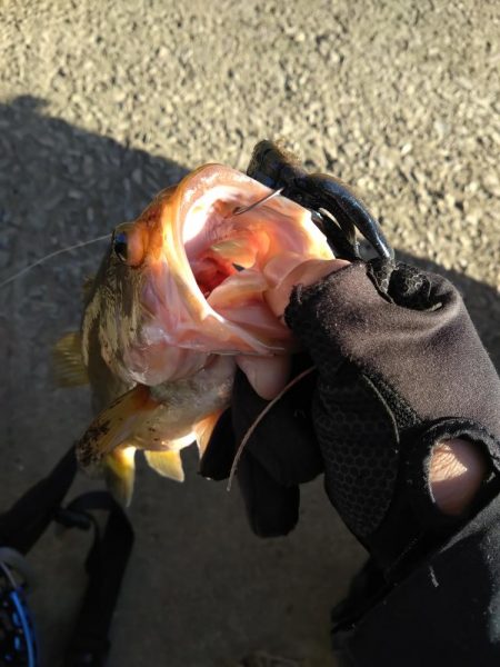 フリーリグで1本