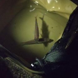 もれなく小さい