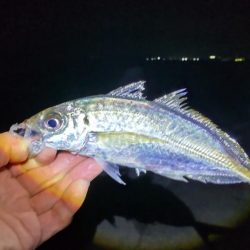 水軒　カゴ釣り