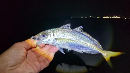 水軒　カゴ釣り