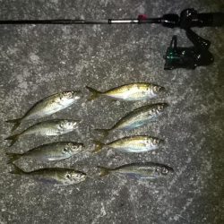 短時間ですがアジング釣行