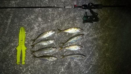 短時間ですがアジング釣行