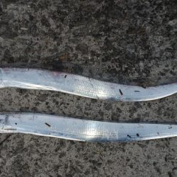 尺アジ狙いに紀ノ川へ