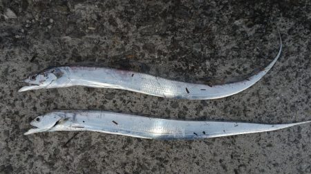 尺アジ狙いに紀ノ川へ