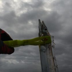 今日もミカンと太刀魚をゲットするために!