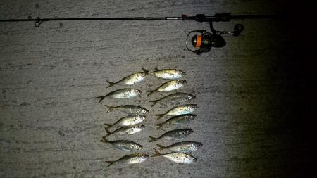 ノー残業デーなのでその後釣に行って来ました…