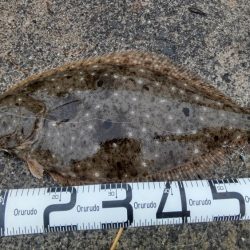 年納めの座布団