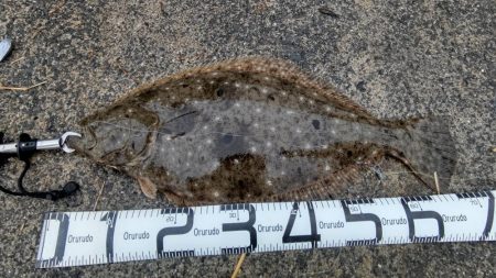 年納めの座布団