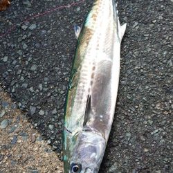 サゴシはそろそろ終了かな・・・