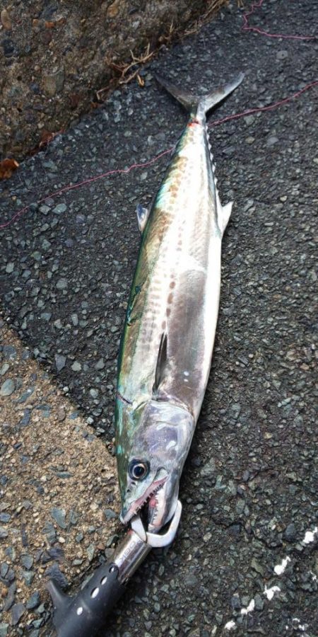 サゴシはそろそろ終了かな・・・