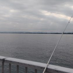 なんと！高級魚が！