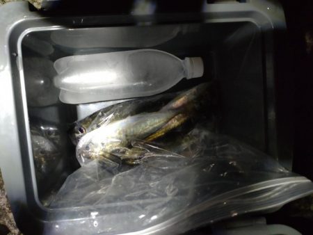 今年初アジング