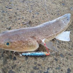 久しぶりのテトラ帯