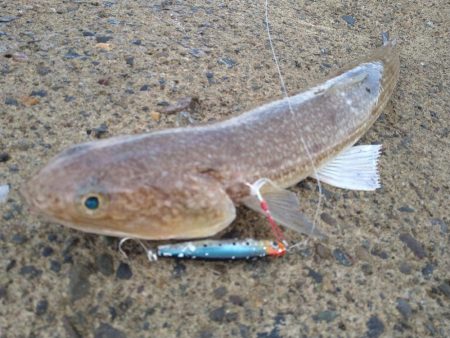 久しぶりのテトラ帯