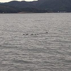 サゴシまだいました