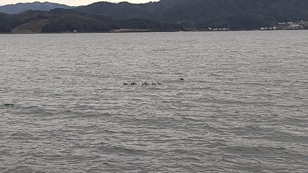 サゴシまだいました