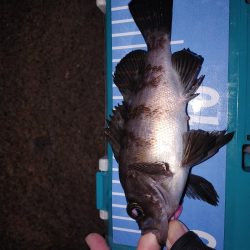 アジング最多記録