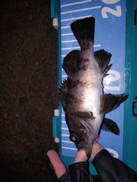 アジング最多記録