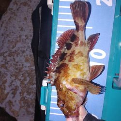 アジ不在でガシリングメバリング