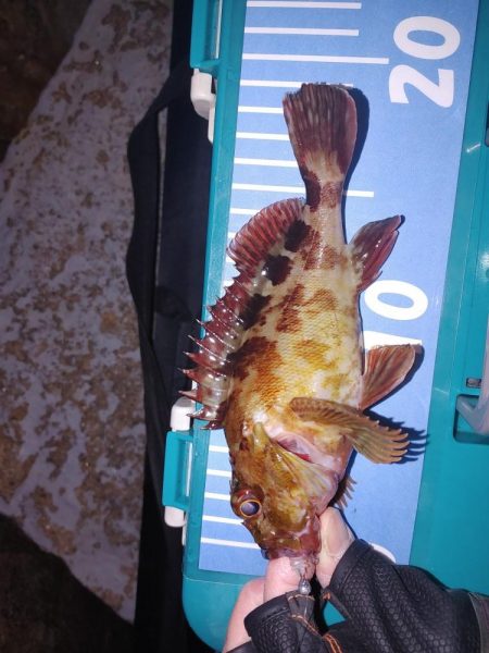 アジ不在でガシリングメバリング