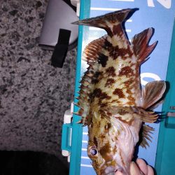 メバリング、アジもいた