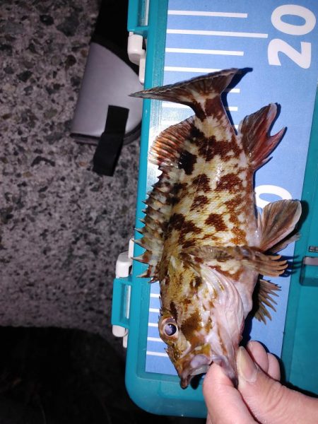 メバリング、アジもいた