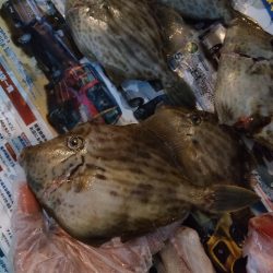 えさ政よりカワハギ釣り