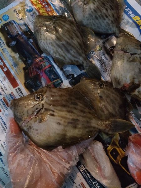 えさ政よりカワハギ釣り