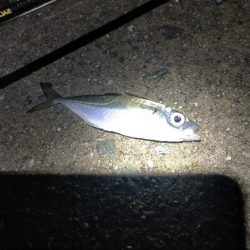 お祭り終わるも思わぬ大物が!